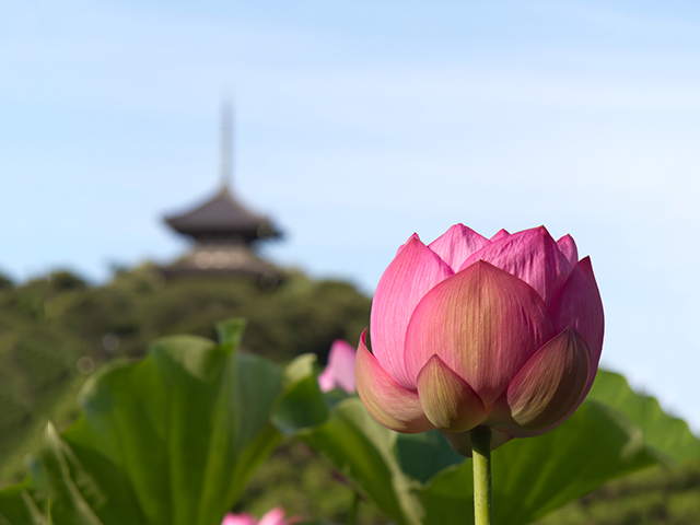 蓮の花