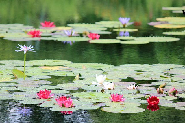 初夏の風景 蓮の花 の見どころスポットをご紹介 四国おへんろ Net ハチハチ編集部